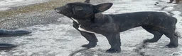 French Bulldog dogs for sale: Brindle female kennel club reg adult available  - Advert 16