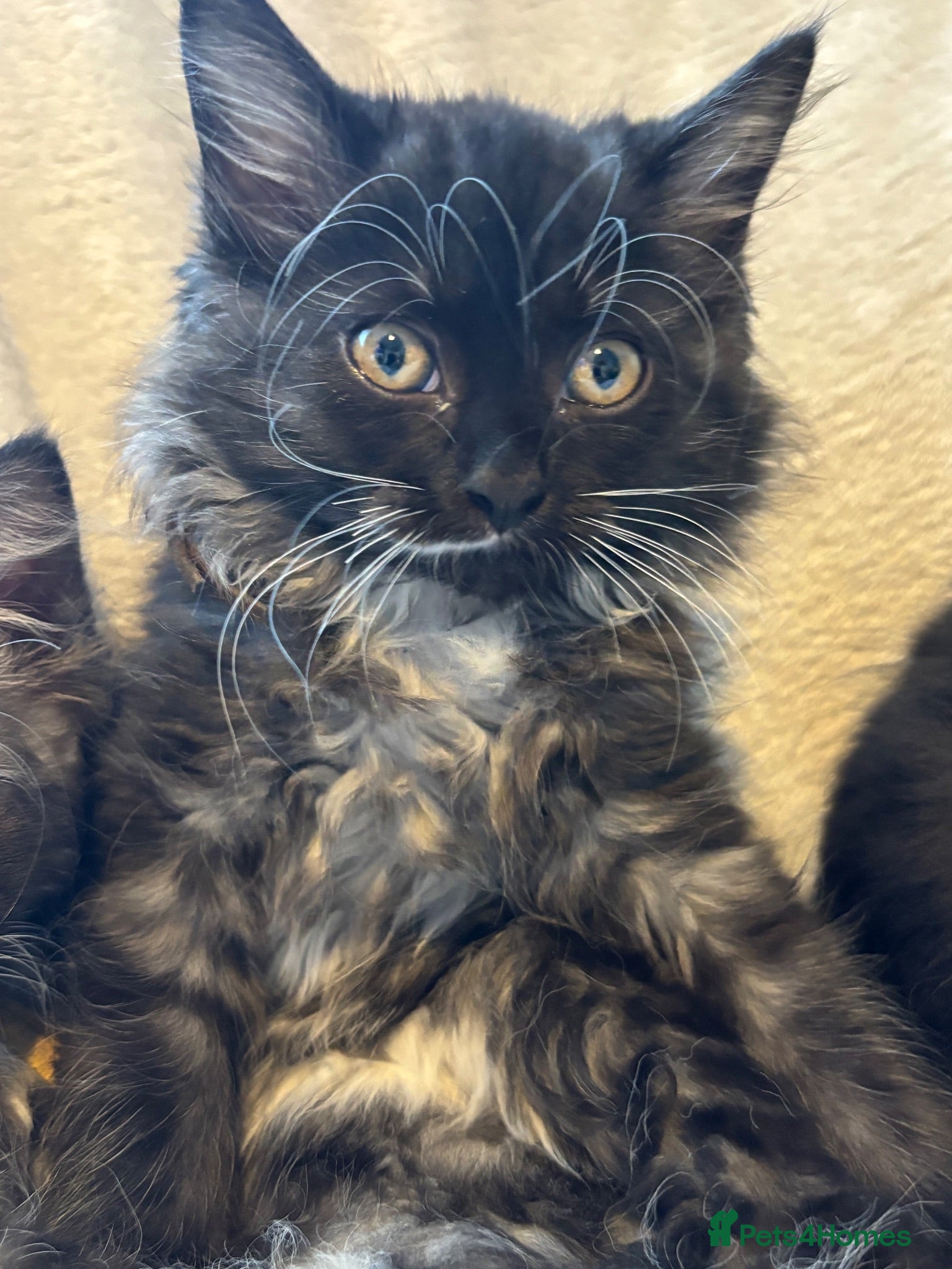 Ragcoon cats Beautiful Ragcoons from £550 - Advert 4