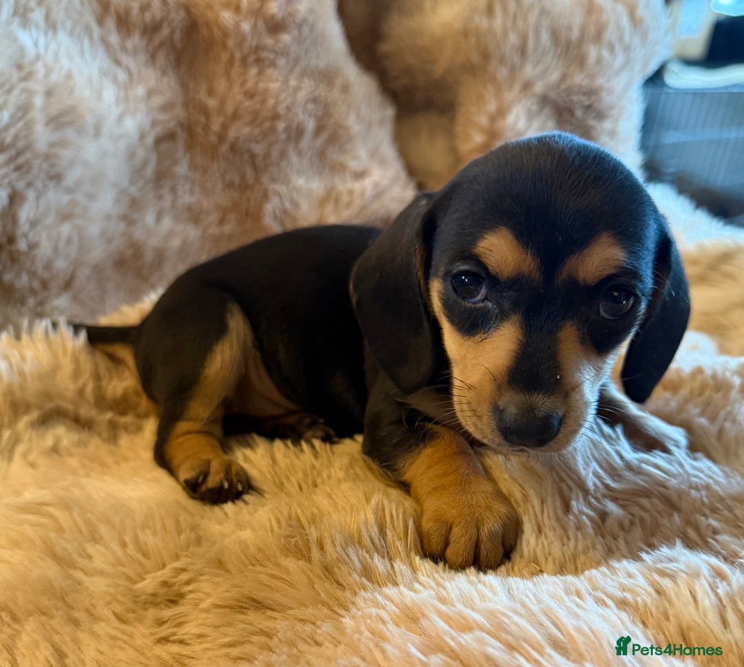 Dachshund dogs for sale: Dachshund pups Black and Tan  - Advert 3