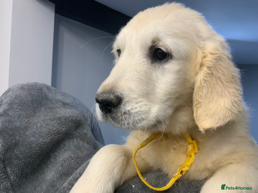 Golden Retriever dogs for sale: Golden Retrievers -Goadream kc  - Advert 15