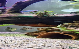 Tetras fish for sale: Fish Tank (200L) - Image 7