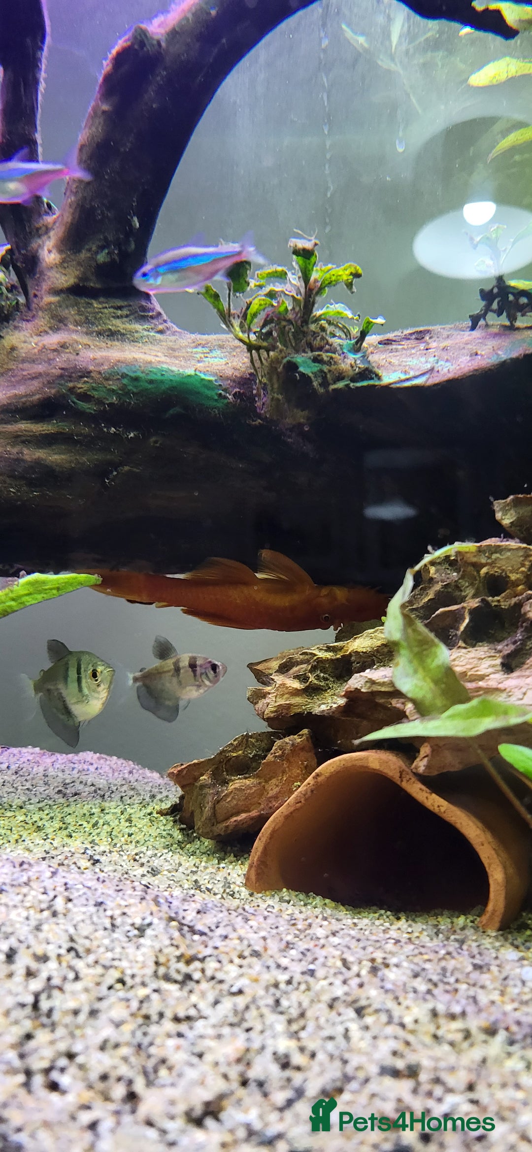 Tetras fish for sale: Fish Tank (200L) - Image 7