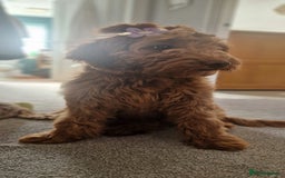 Cockapoo dogs for sale: F1 Cockapoo puppy. Fully vaccinated and chipped - Advert 2
