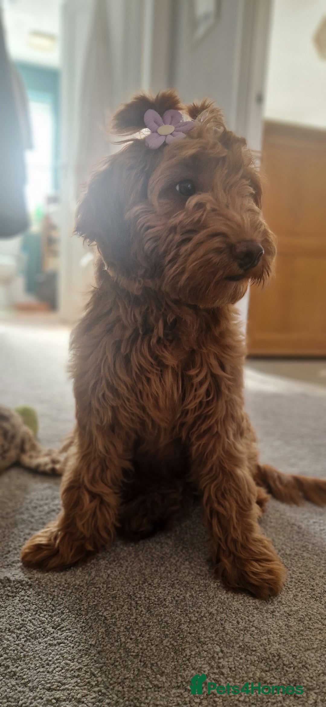 Cockapoo dogs for sale: F1 Cockapoo puppy. Fully vaccinated and chipped - Advert 2