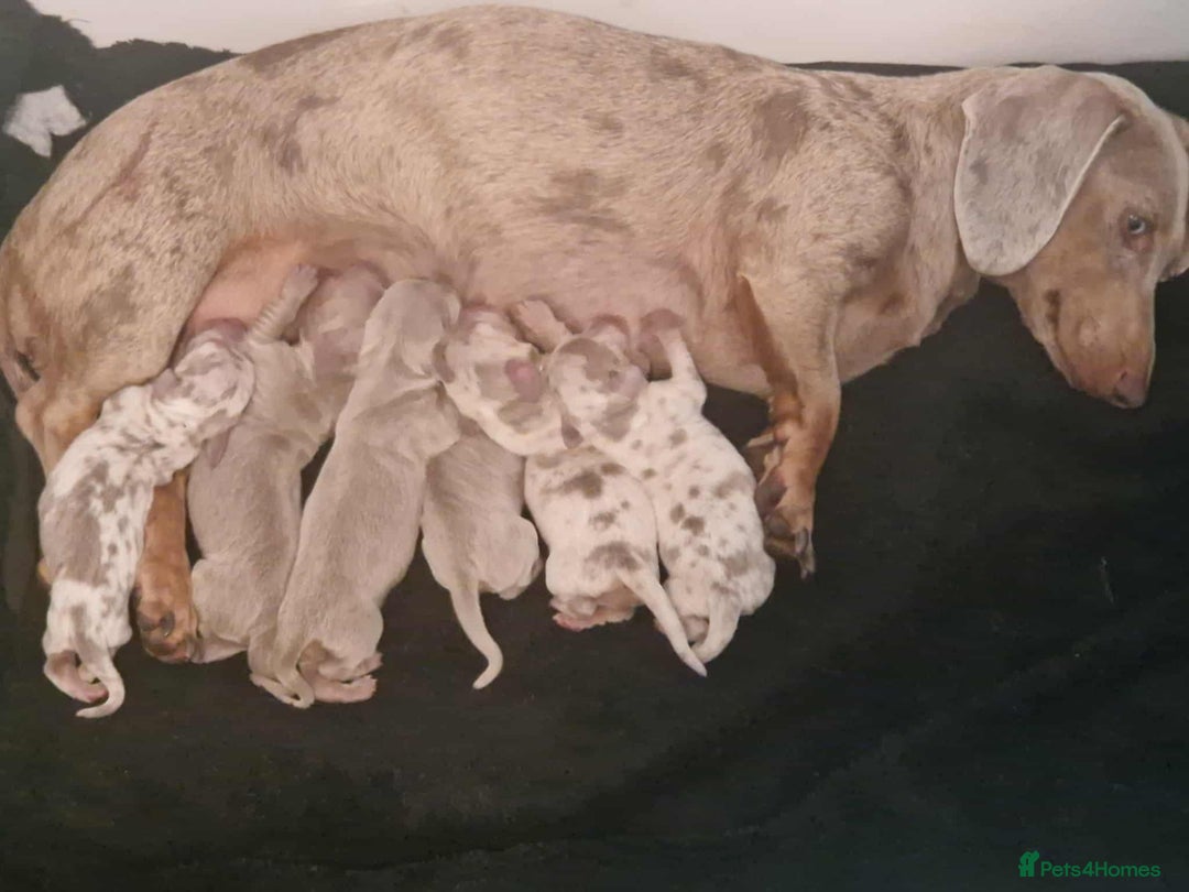Dachshund dogs for sale:    🌈 Stunning Dachshund puppies 🌈  - Image 17