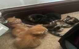 Mixed Breed cats for sale: Mixed kittens ready to go early december - Image 18