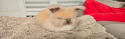 Angora rabbits for sale: 🐰English angora last boy ready now🐰 - Advert 5
