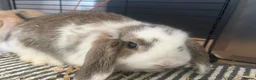 Mini Lop rabbits for sale: Beautiful fluffy mini lops  - Advert 9
