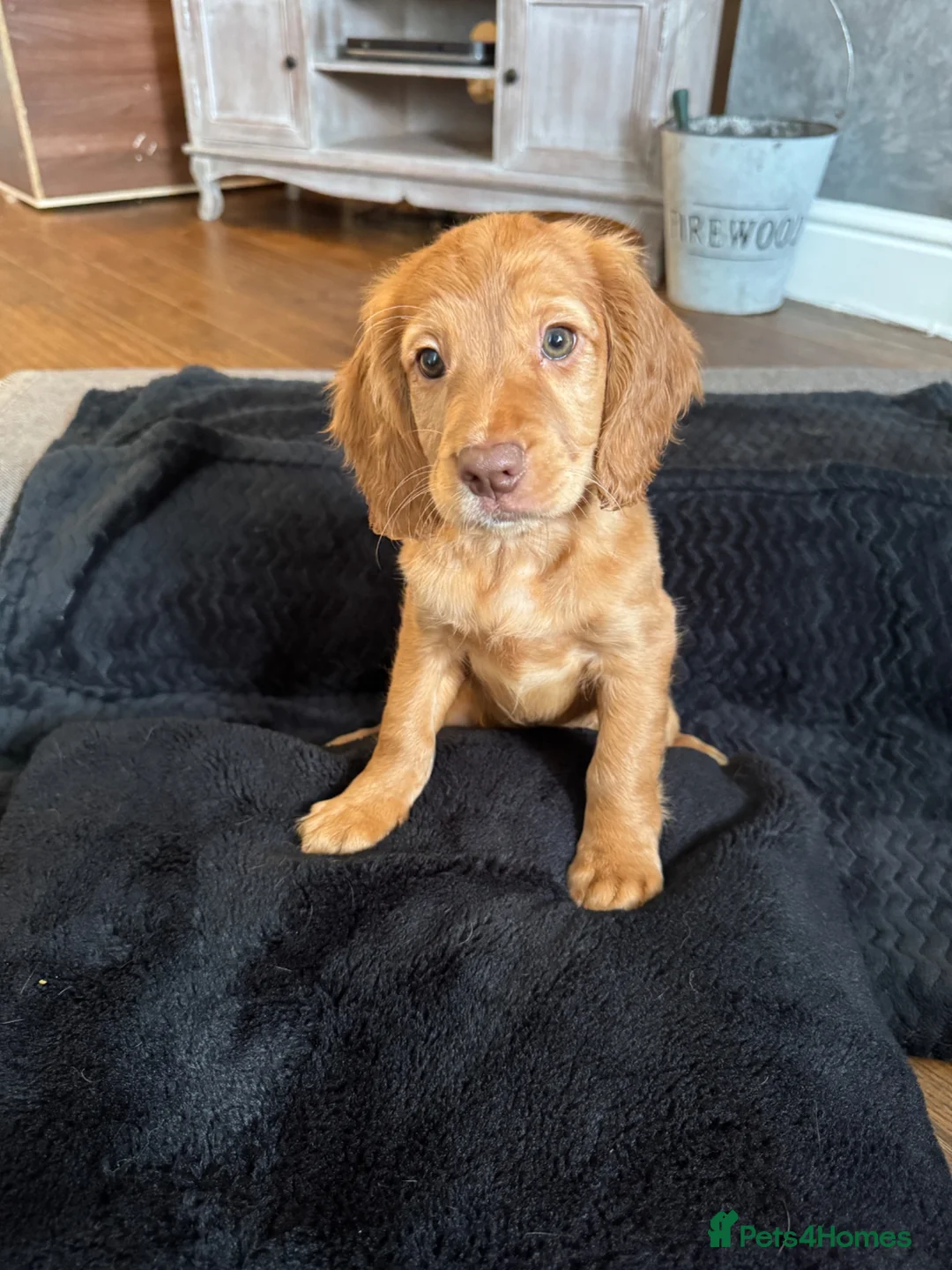 Cocker Spaniel dogs for sale: Working cocker spaniels.  in Wigan - Advert 2