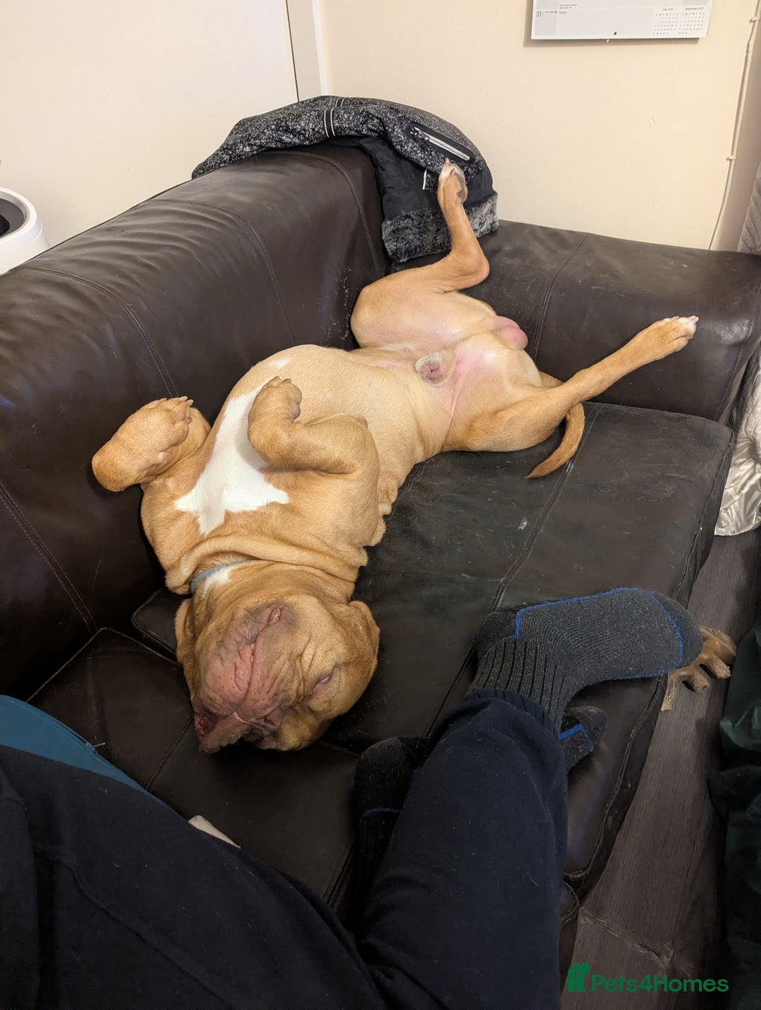 Dogue De Bordeaux dogs for sale: 2 YEAR OLD MALE DOGUE DE BORDEAUX KC REGISTERED - Advert 4