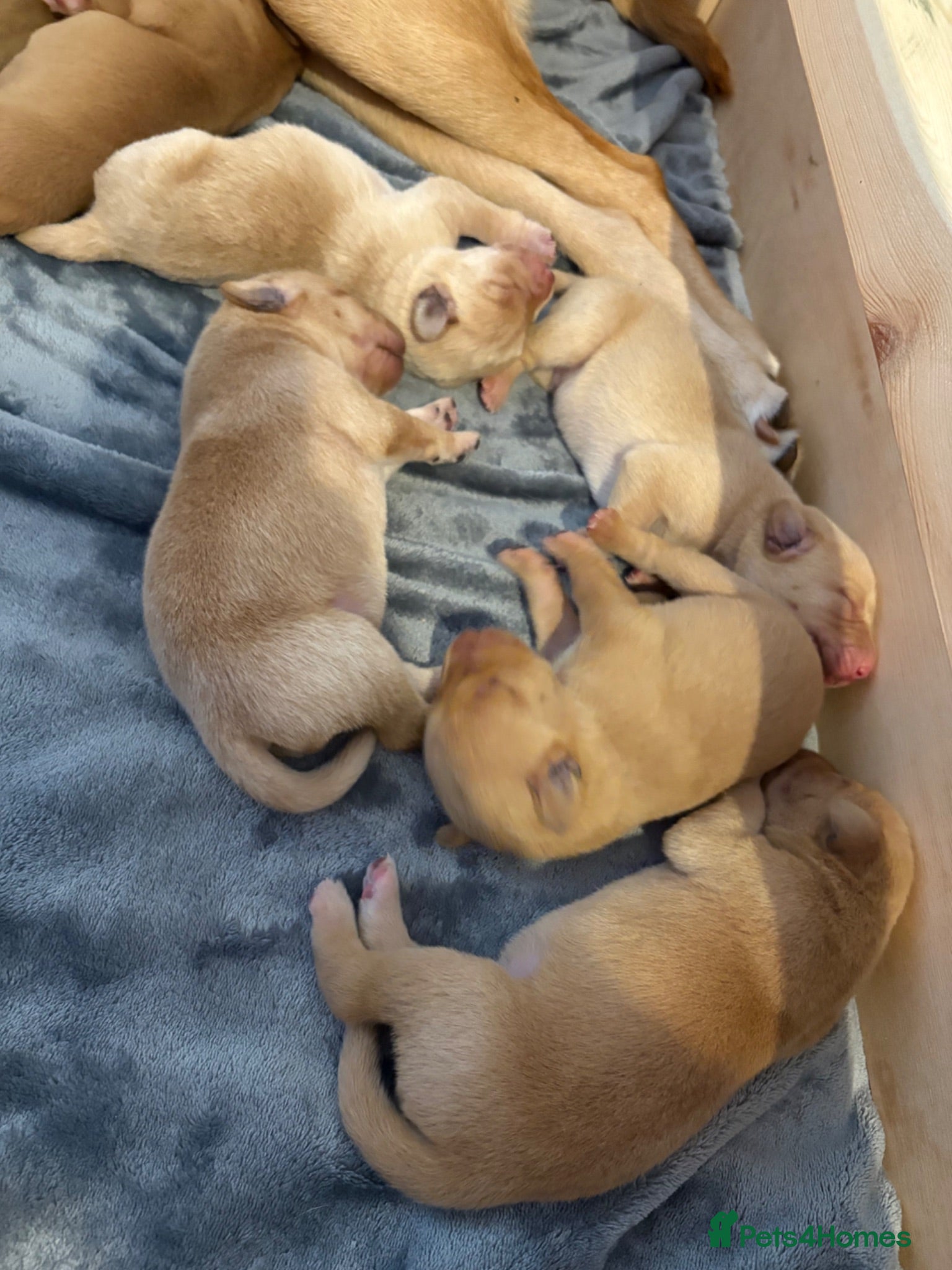 Labrador Retriever dogs Exceptionally Health Tested Champion Pedigree Pups - Advert 2