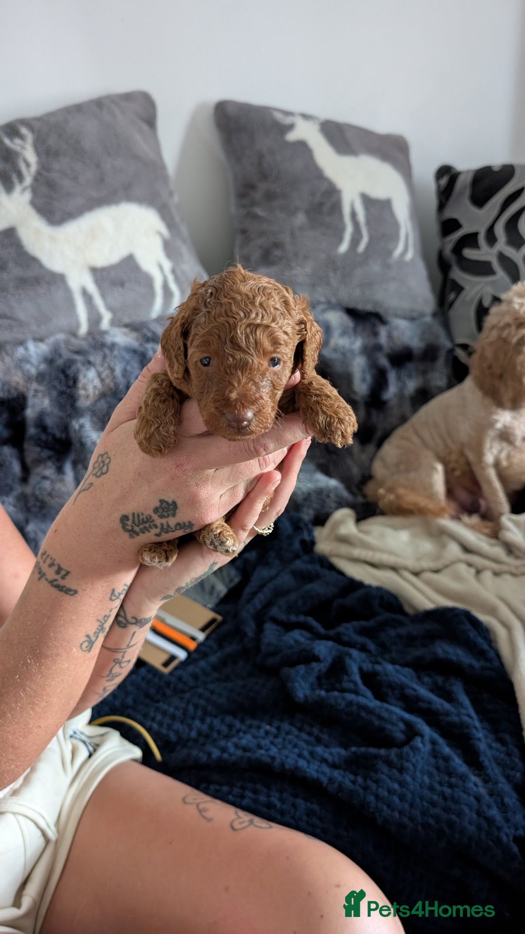 Cavapoo dogs for sale: Beautiful Cavapoo X toy poodle puppies  - Image 9