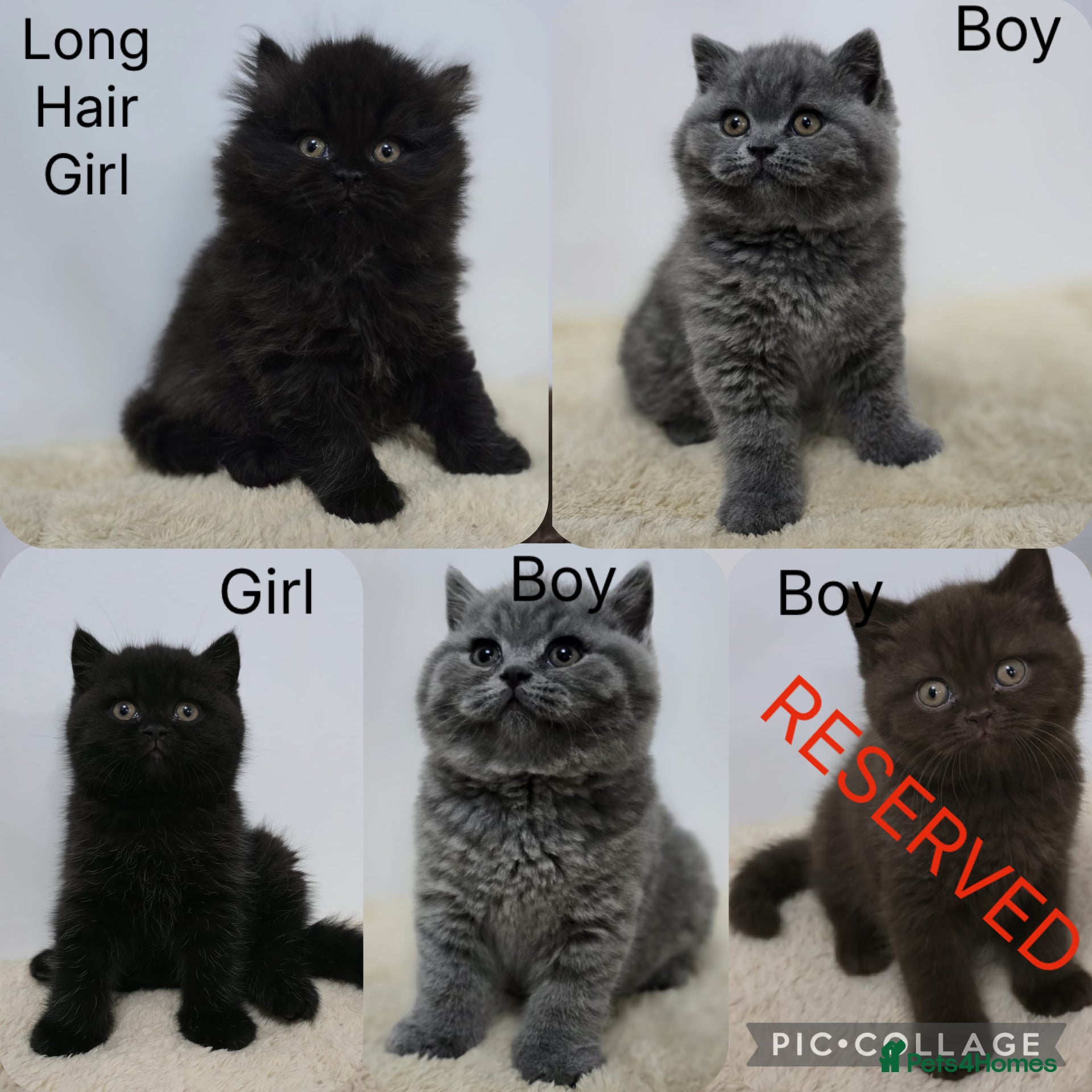 British Shorthair cats Gorgeous British Shorthair & Longhair Kittens - Advert 9