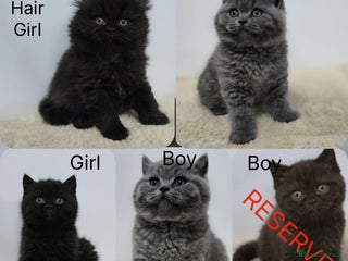 British Shorthair cats Gorgeous British Shorthair & Longhair Kittens - Advert 1