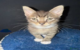 Mixed Breed cats for sale: 5 beautiful European short hair calico tabby’s  - Image 25