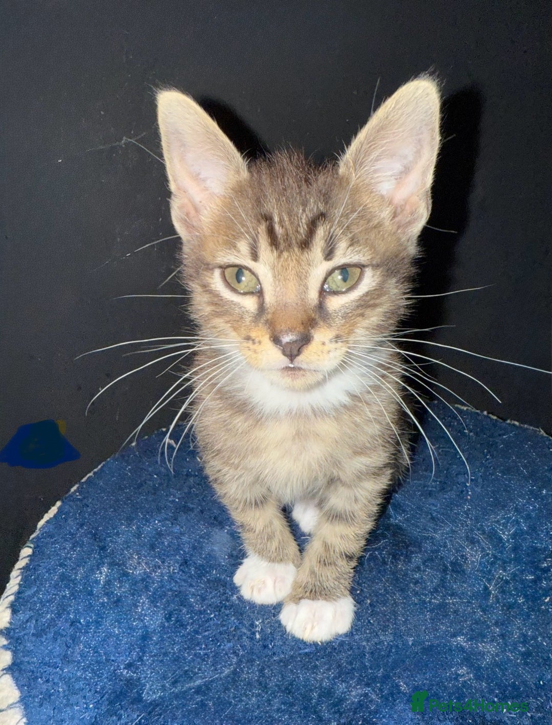 Mixed Breed cats for sale: 5 beautiful European short hair calico tabby’s  - Image 25