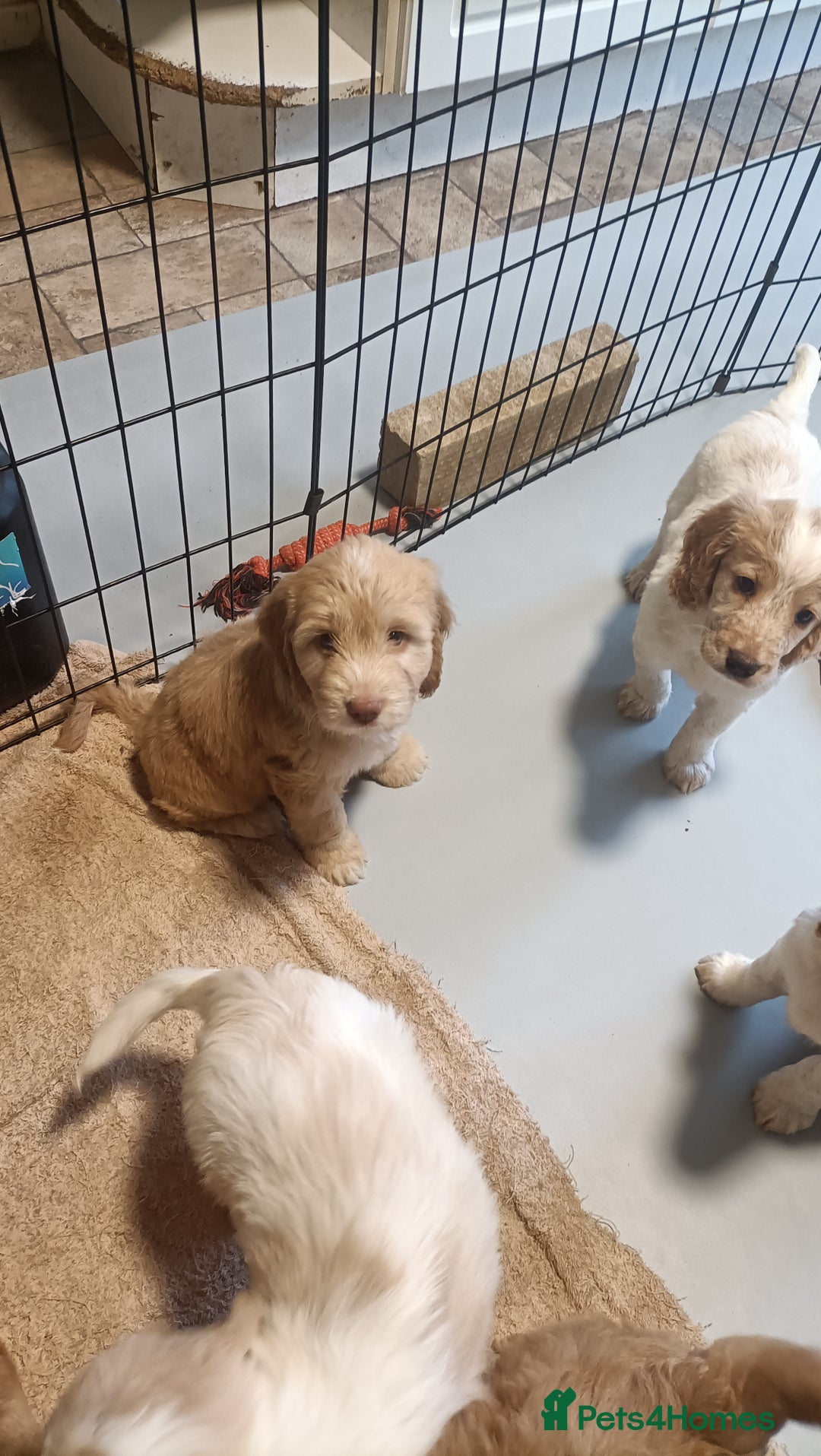 Cockapoo dogs for sale: Cockapoo F1B - Image 15