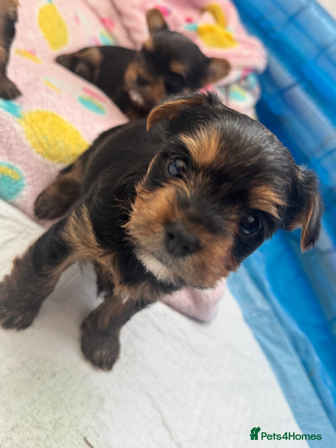Yorkshire Terrier dogs for sale: original breed yorkshire terrier  - Image 14