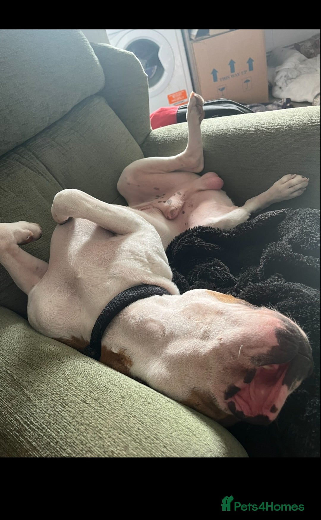 Mixed Breed dogs for sale: Bailey - Advert 6