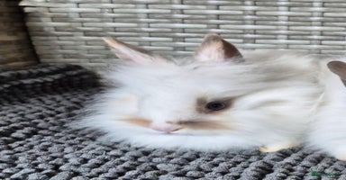 Lionhead rabbits - Advert 8