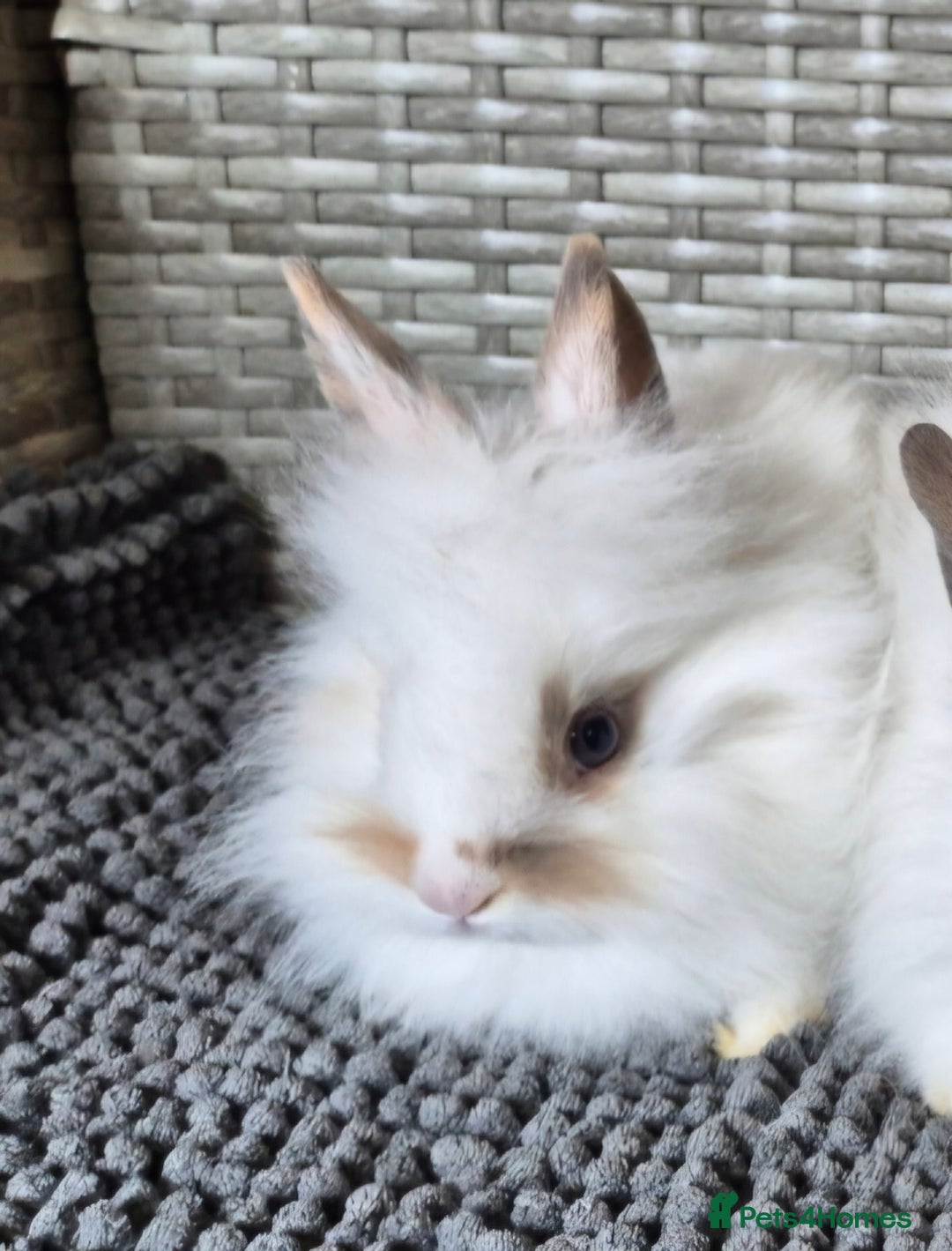 Lionhead rabbits for sale: Double Maned Lionhead Bunnies  - Image 2