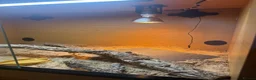 Skink reptiles for sale: Berber Skink with Set Up - Advert 6