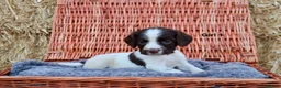 English Springer Spaniel dogs for sale: 1 boy left. Heath Tested Springer Spaniel Pups - Advert 39