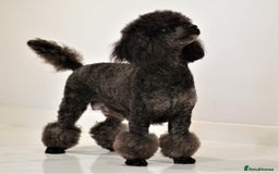 Miniature Poodle dogs for sale: SMALL SIZE MINIATURE PUPPIES RARE COLOUR DNA TEST - Image 27