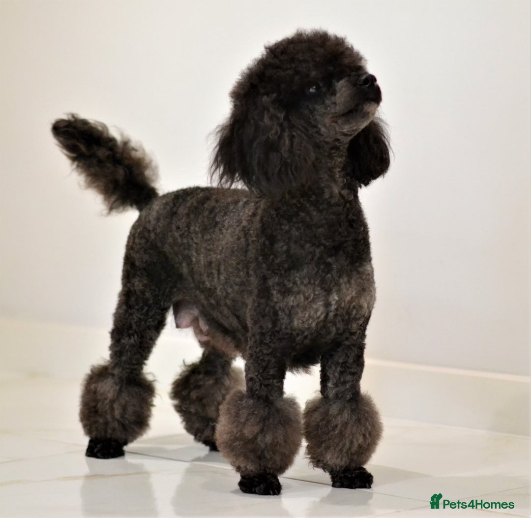 Miniature Poodle dogs for sale: SMALL SIZE MINIATURE PUPPIES RARE COLOUR DNA TEST - Image 27