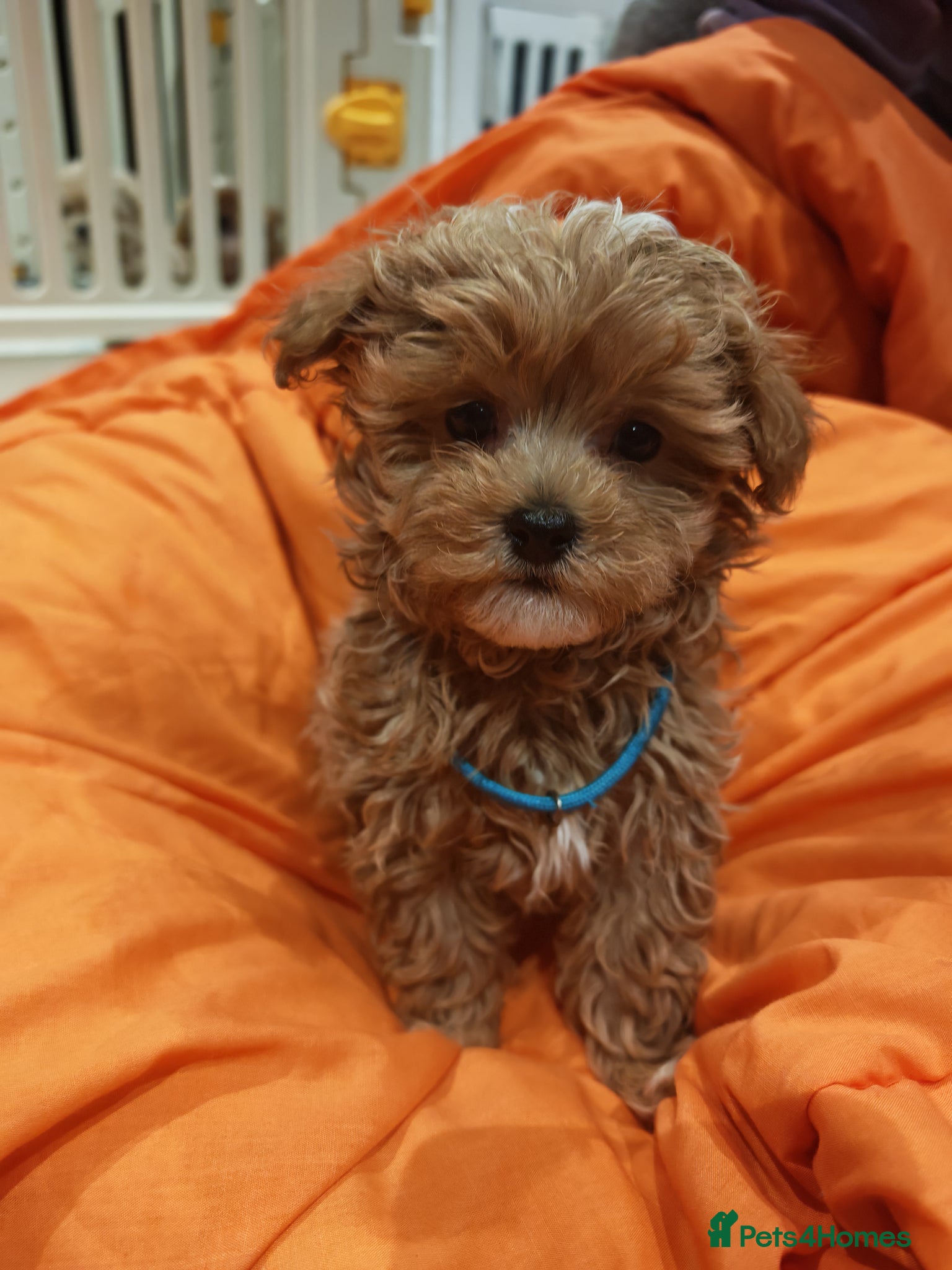 Maltipoo dogs Maltipoo F1 Toy Size, KC Parents, DNA Tested Clear - Advert 2