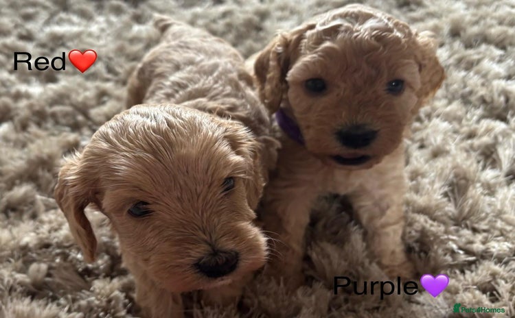 Cavapoo dogs - Advert 2