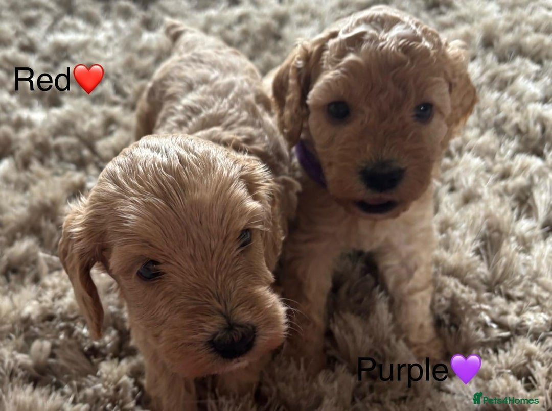 Cavapoo dogs for sale: ⭐️F1B COCKAPOO PUPS ⭐️ - Image 18