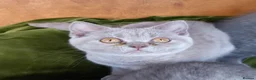 British Shorthair cats for sale: Quality registered GCCF kittens  - Advert 7