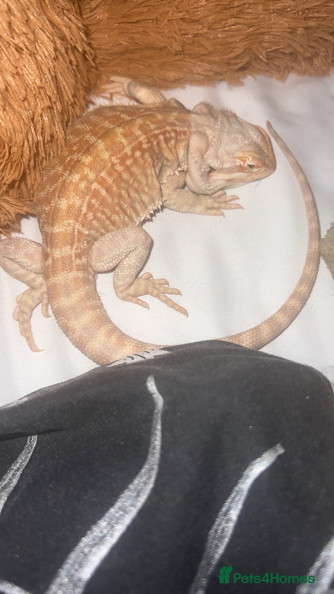 Bearded Dragon reptiles Bearded dragon for sale  - Advert 2