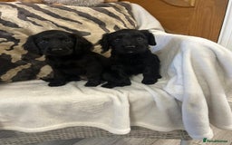 Cockapoo dogs for sale: F1 Cockapoos ready🩷 - Image 7