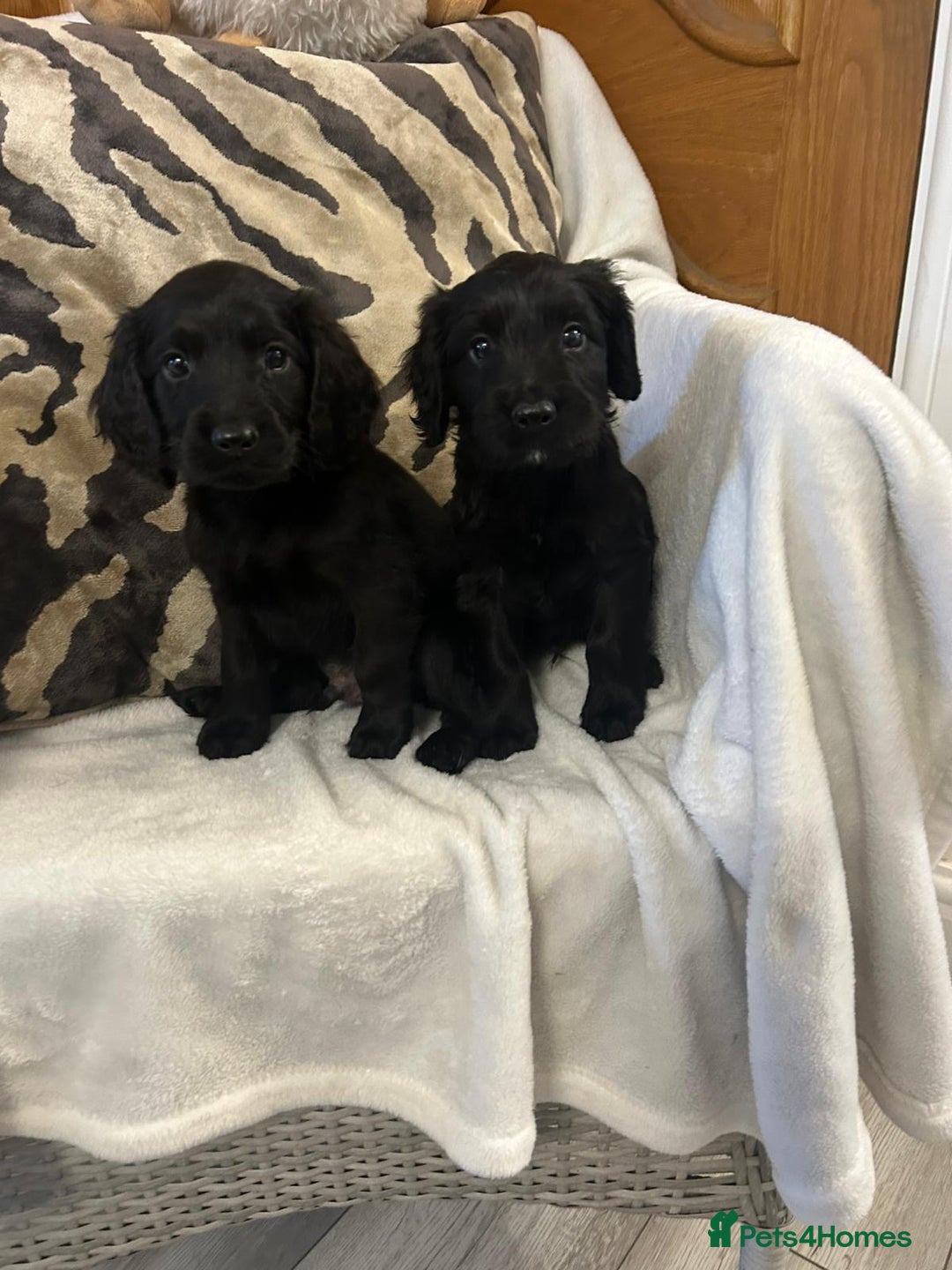 Cockapoo dogs for sale: F1 Cockapoos ready🩷 - Image 7