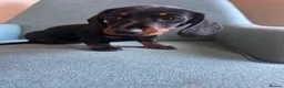 Dachshund dogs for sale: Beautiful Dachshund miniature  - Advert 2