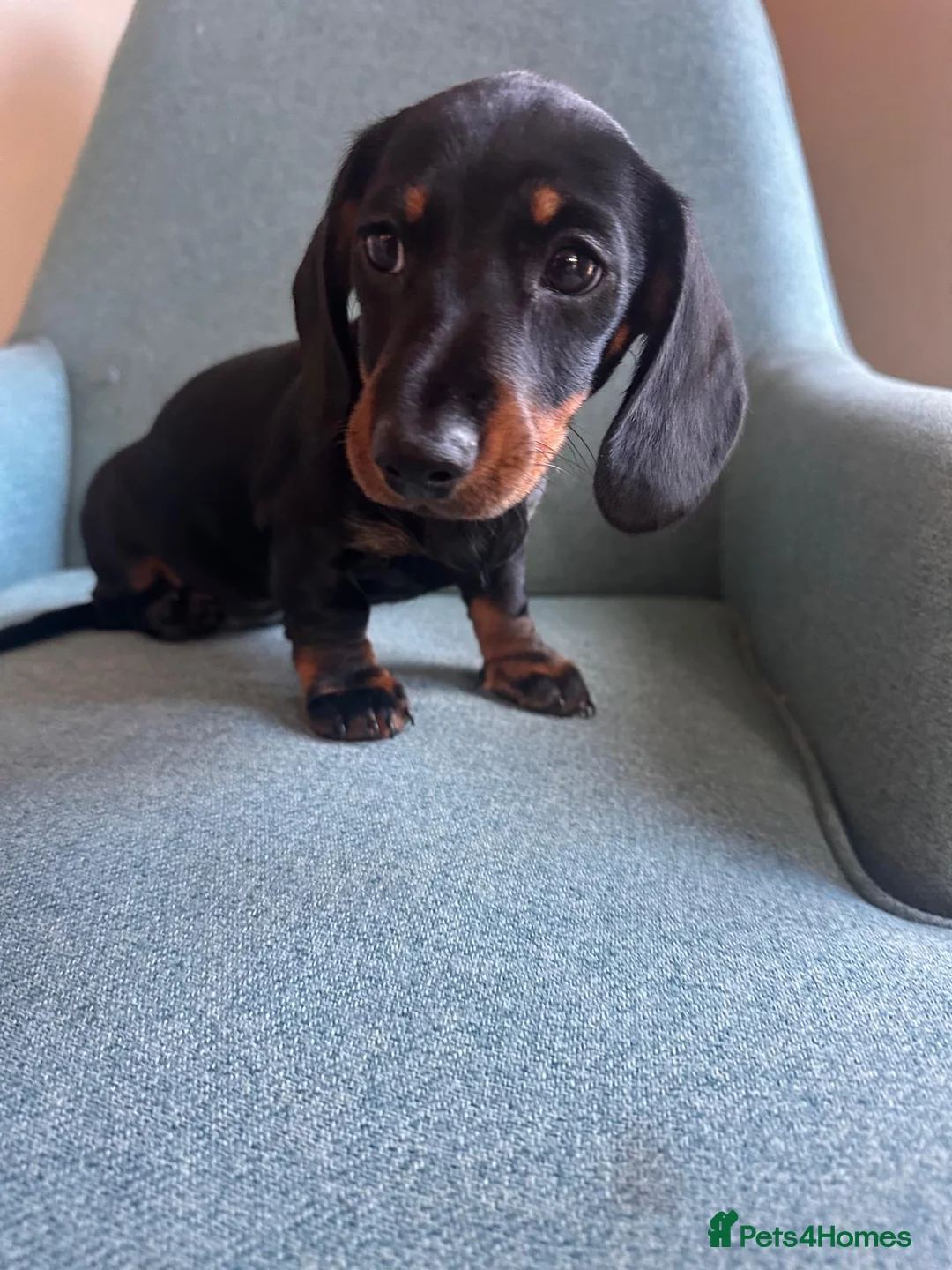 Dachshund dogs for sale: Beautiful Dachshund miniature  - Advert 2