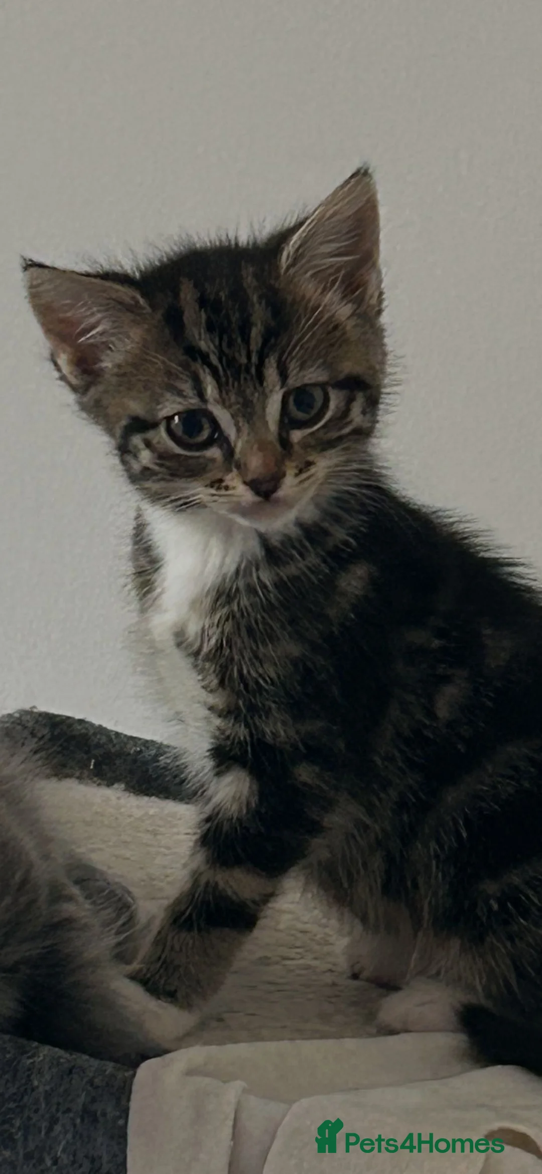 Ragdoll cats for sale: 9 week old female Ragdoll in Cardiff - Advert 6