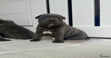 Staffordshire Bull Terrier dogs - Advert 3