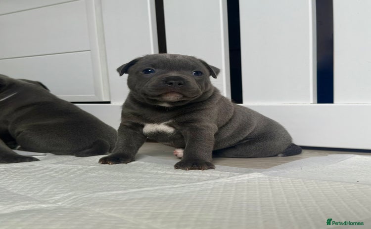 Staffordshire Bull Terrier dogs - Advert 6