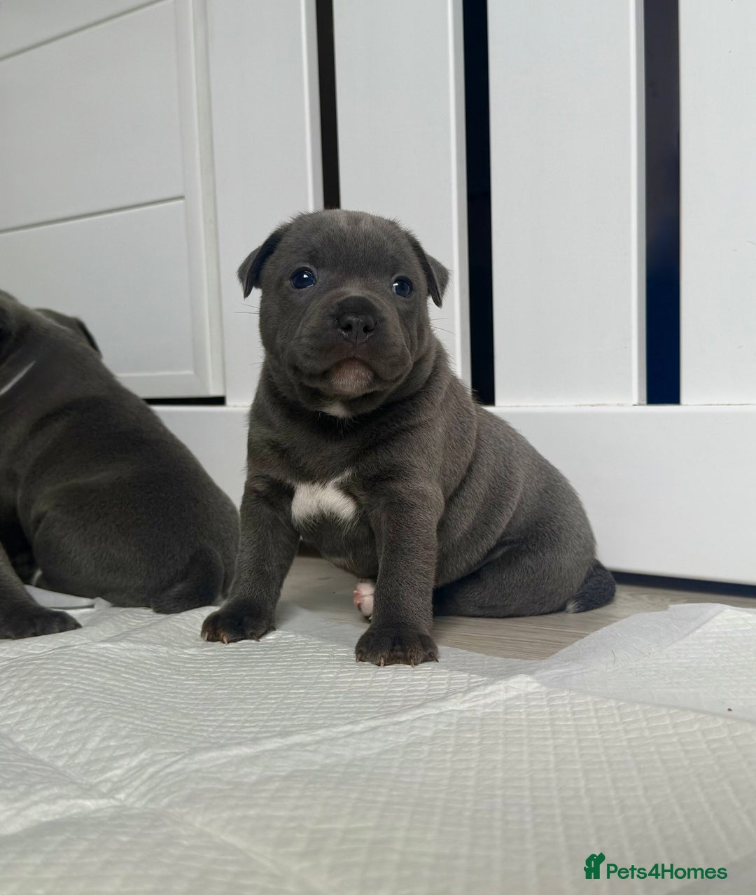 Staffordshire Bull Terrier dogs for sale: Health tested KC Staffordshire Bullterrier puppy’s - Image 3