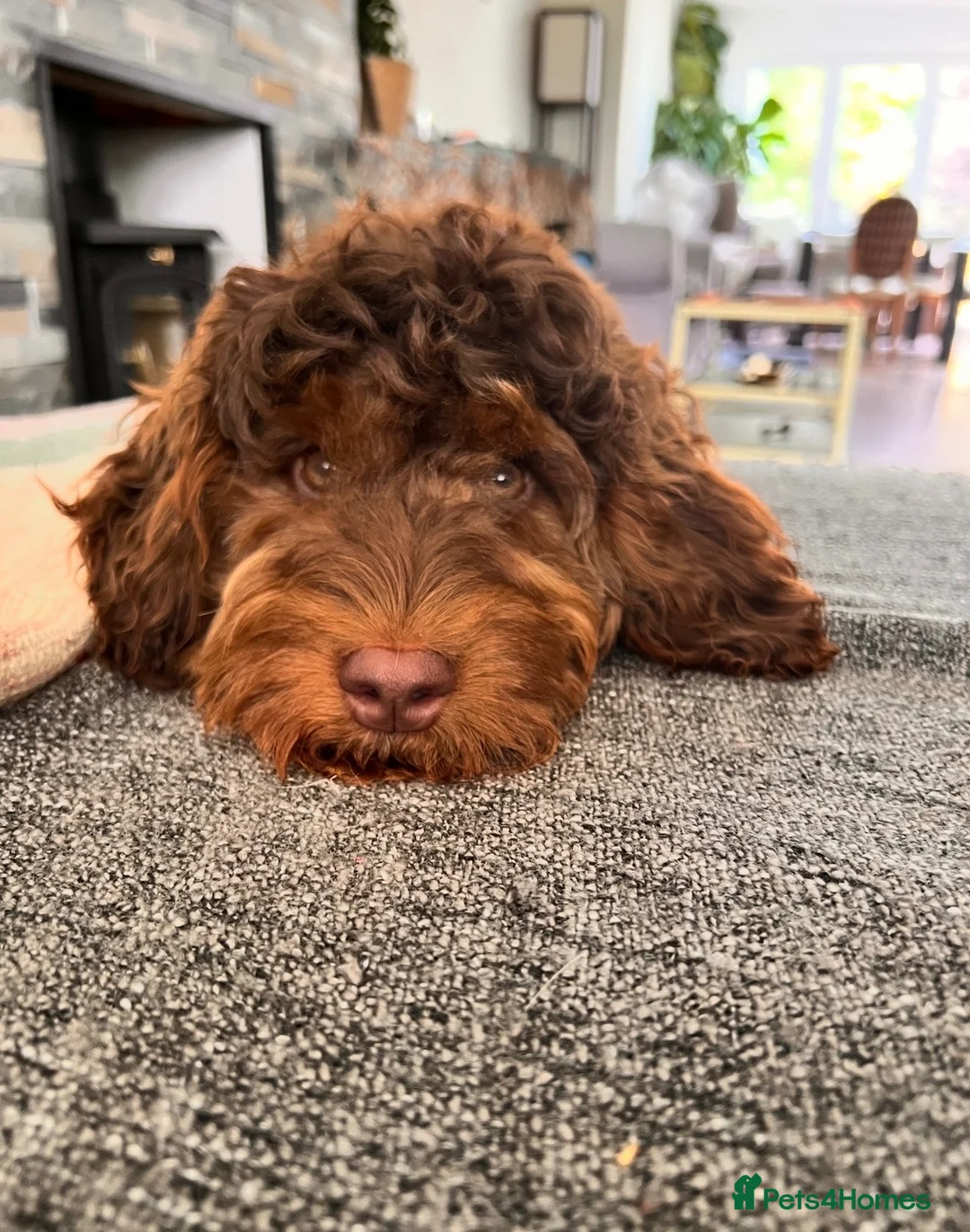 Cockapoo dogs for sale: Beautiful 7-Month-Old Female F1 Cockapoo in Folkestone - Advert 2