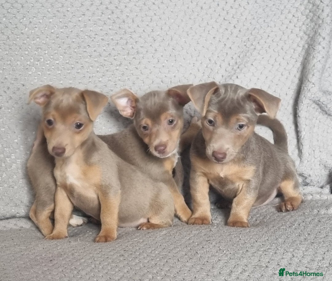 Jack Russell dogs for sale: Miniature jack Russell's only 3 available now - Image 3