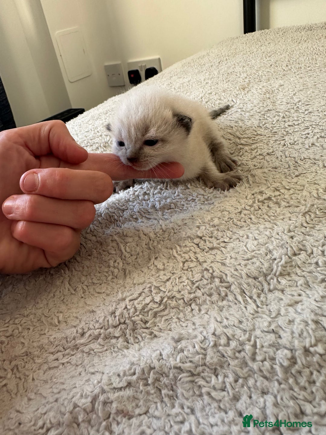 Ragdoll cats for sale: RAGDOLL X KITTENS  - Image 8