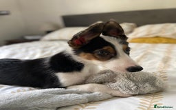 Border Collie dogs for sale: Border collies Dundee  - Image 24