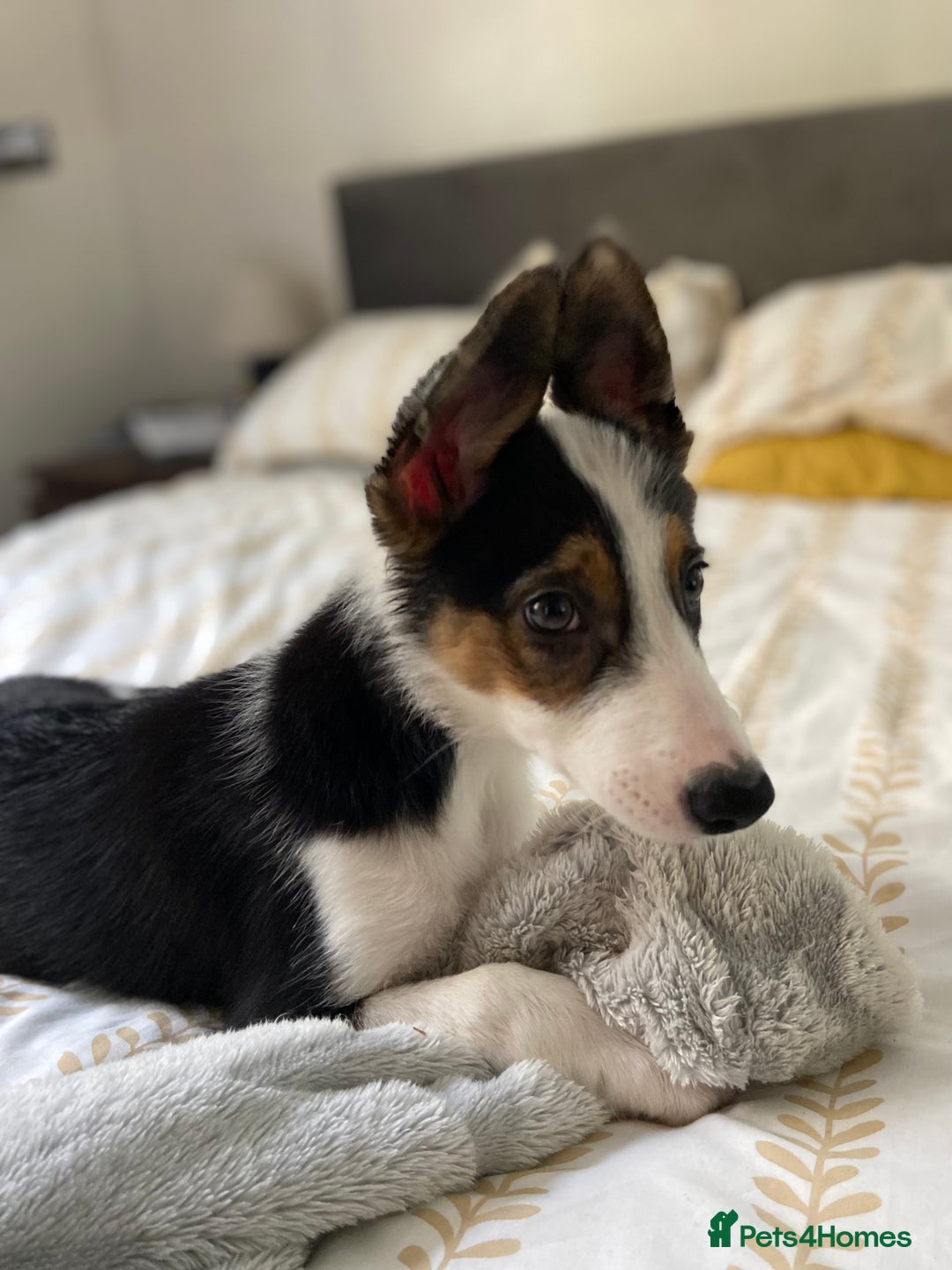 Border Collie dogs for sale: Border collies Dundee  - Image 24