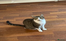 Domestic Shorthair cats for sale: Free girl cat (spayed) - Image 15