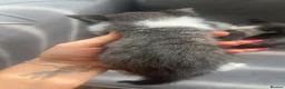Mixed Breed cats for sale: Beautiful mix of grey, black and white kittens  - Advert 24