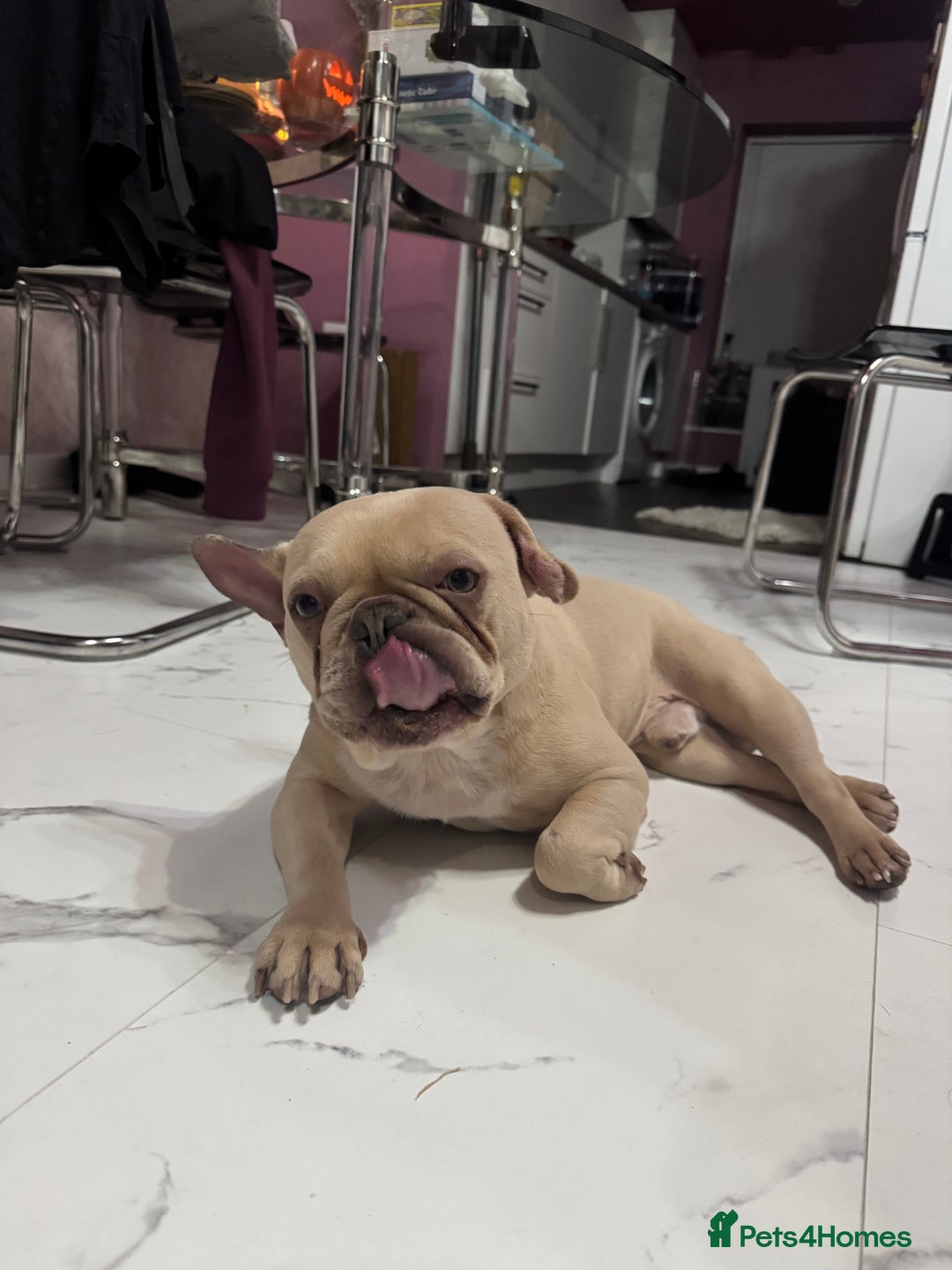 French Bulldog dogs for sale: 2 x French bulldogs  - Image 2